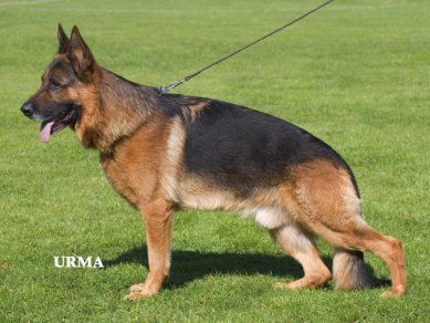 Tabo vom Zelwaldrand