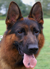 Luca vom Altenberger Land