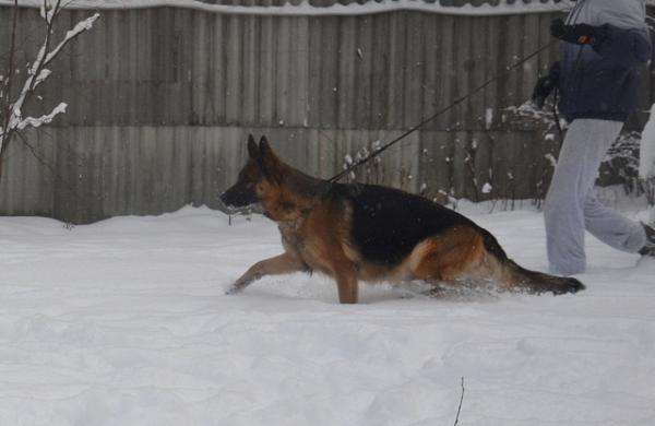 Xarah vom Holtkamper See