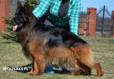 Collorado Jarkowski Dwor