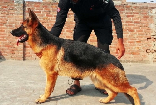 Brista Vom Titus Batiatus