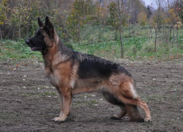 Vizantija Gven Blaid 