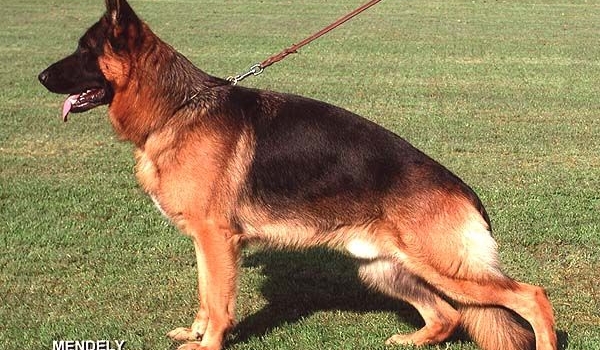 Natz van de Herdersfarm (West)