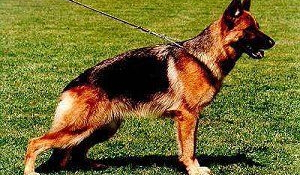 Seinara von Bad-Boll