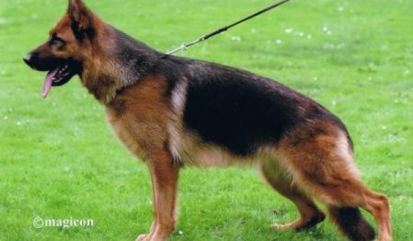 Hanni von dem Waldgraben