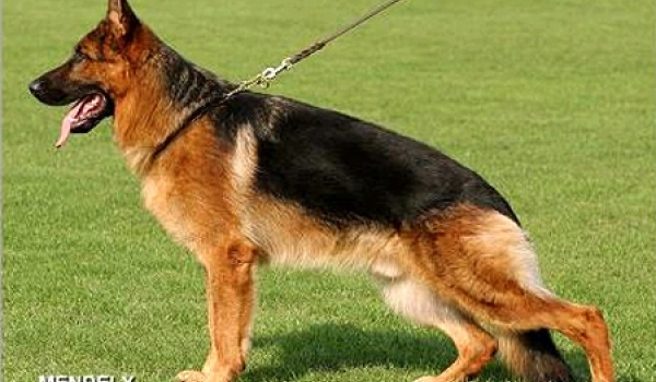 Ole vom Fichtenschlag