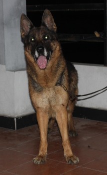 Cinka vom Haus Rana Vom Red Hawak