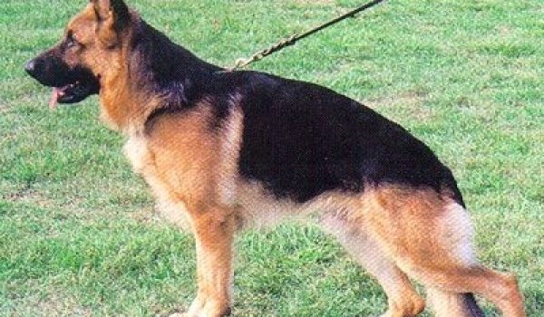 Kimbo vom Mönchberg