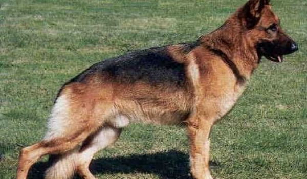 Yambo vom Wildsteiger Land