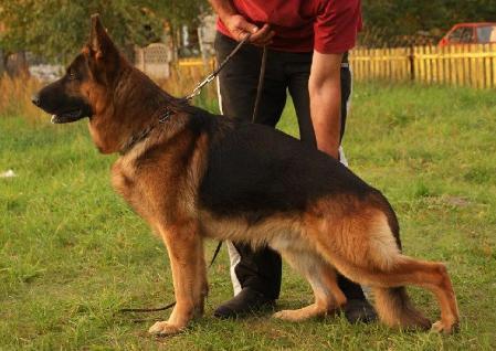 Lucca von der Moritzburg