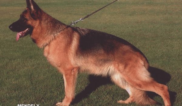 Quentolina vom Haus Schwerzel