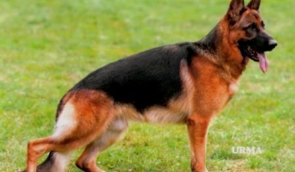 Valdo von den Hugenotten