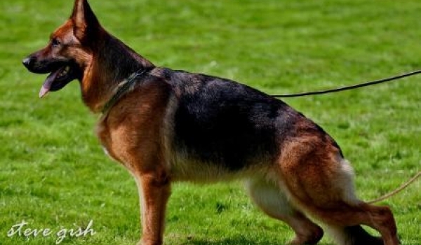 Orka von der Freiheit Westerholt