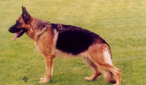 Fee von der Ajona Hutte