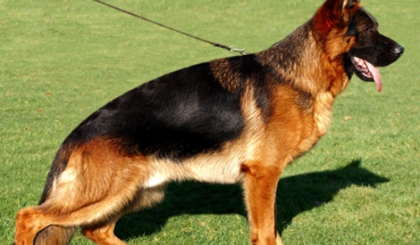 Rico vom Altenberger Land