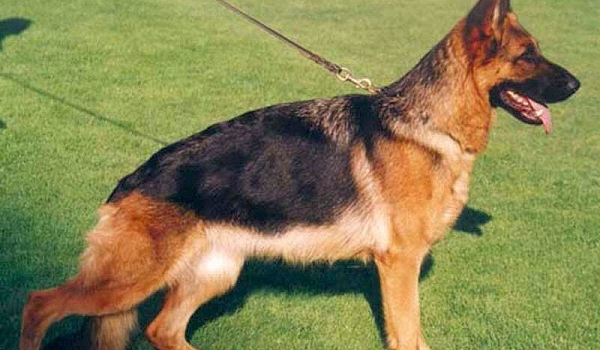 Carolin vom Fichtenschlag