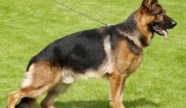 Sirio della Real Favorita