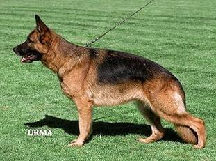 Wilka vom Fichtenschlag