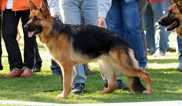 Wicky vom Kuckucksland