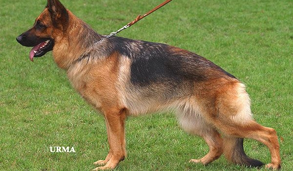 Cesna vom Bad Wäldle