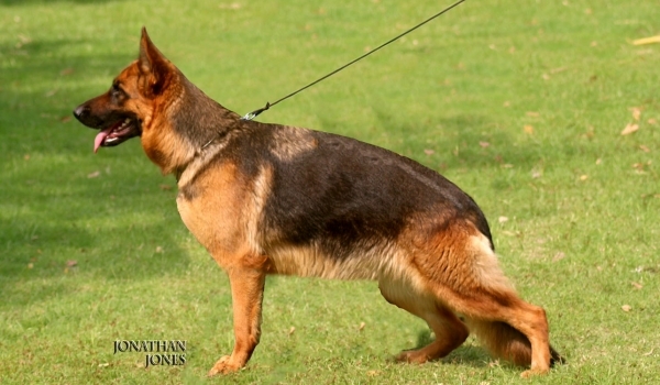 Daniel vom Harris Burg