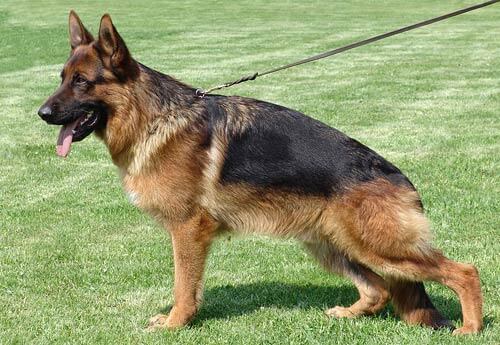 Drug vom Zellwaldrand