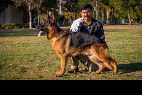 Royal King's Boxer Vom Royal Kings