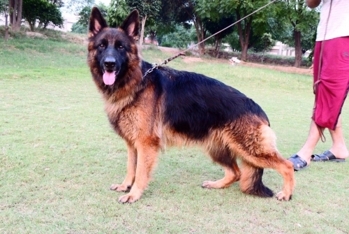 Haily Vom Royal Kings