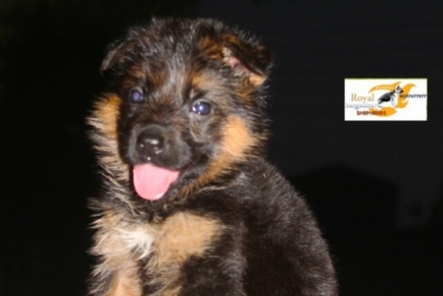 Bebo vom Royal Sargodha Shepherd