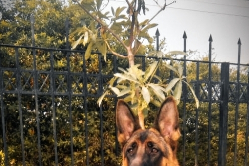 Aniya vom Royal Sargodha Shepherd