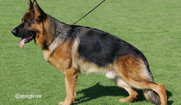 Dax de Intercanina