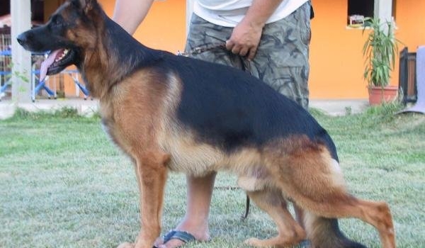 Maximus Splitberg (BG)