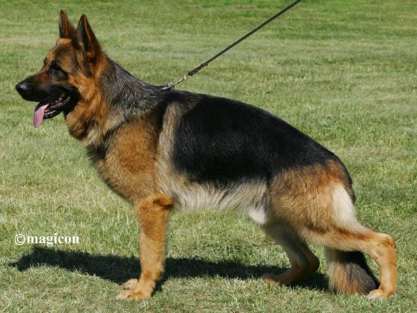 Scotty von der Grafenburg