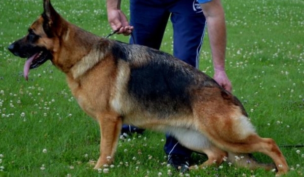 Nelly vom Suentelstein