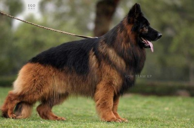 EGO I. Banacha z Hipolitowa (FCI)