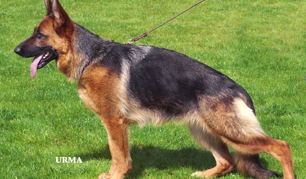 Lady van de Herdersfarm (West)