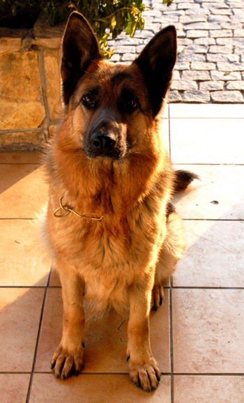 MAXI ze Skalnego Wzgorza (2007)