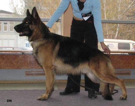 Indo Lugansk Lend