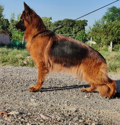 Bella vom Sunstone