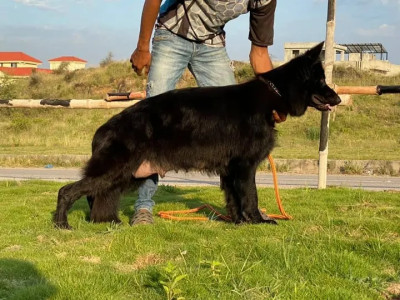 Blackie vom Jaguar Kennel