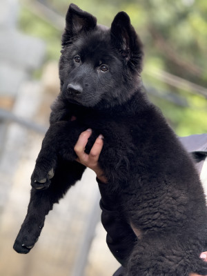 Dessa Vom Noire Paws Kennel