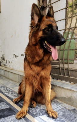 Ikka vom Elixer Kennel