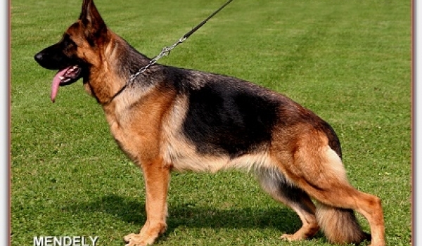 Grace de Cuatro Flores