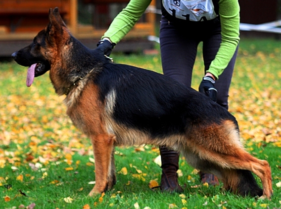 Isor vom Osterberger-Land