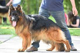 Edox z Klucza Lipowieckigo