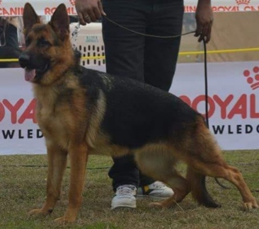 Maxi vom Gujranwala King