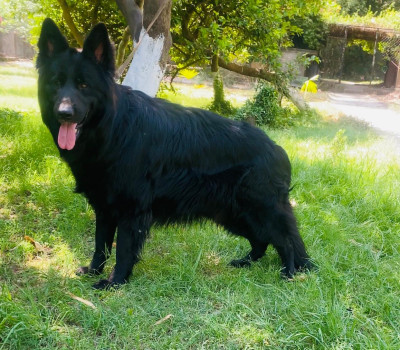 Jay vom Aus der Steinkopf